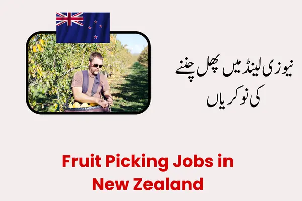 Fruit Picking Jobs in New Zealand